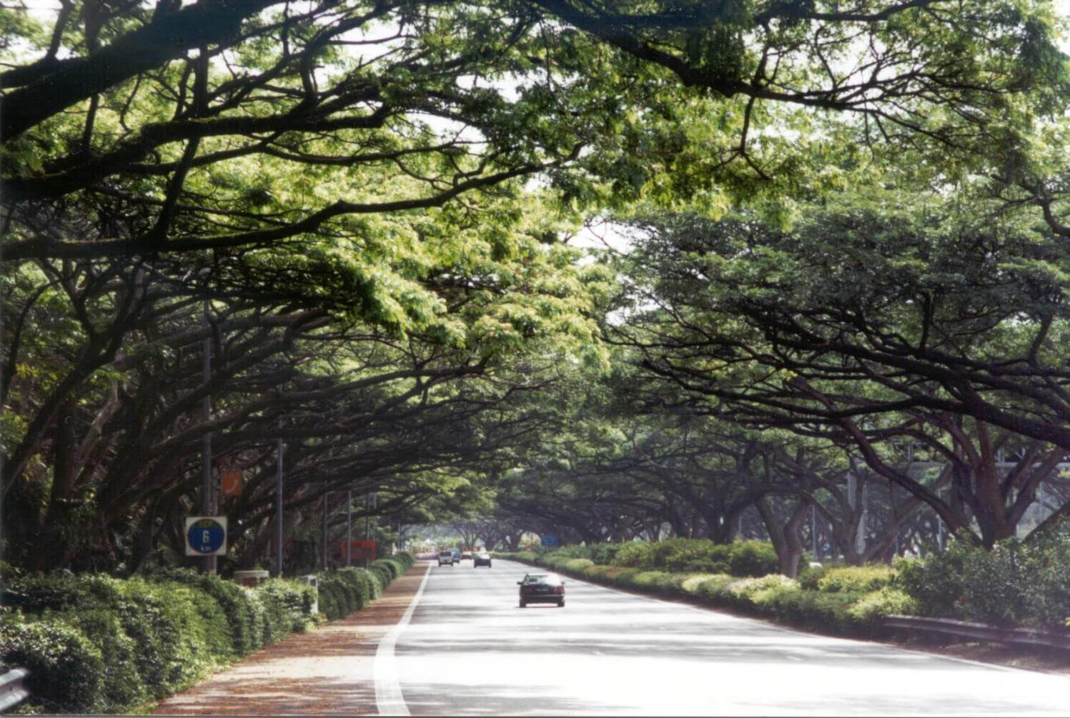 新加坡的East Coast Parkway是全世界最優質的綠化高速公路，路兩旁種滿了高大健碩的雨豆樹，綠意盎然，樹蔭遮天，非常美觀壯麗。（詹志勇教授提供）