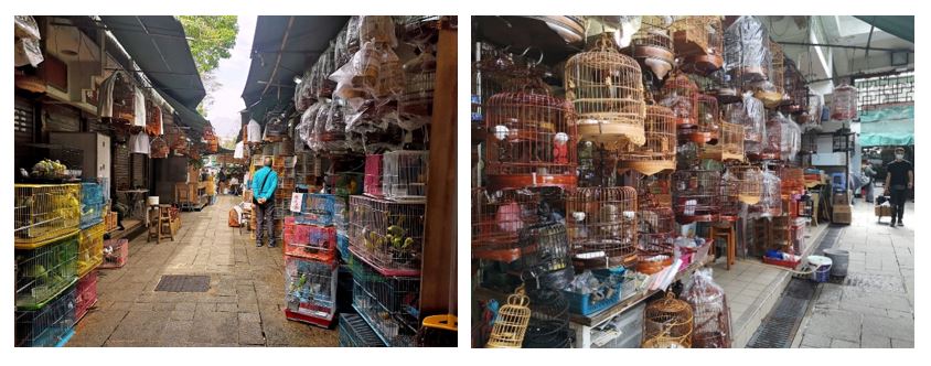 雀鳥花園內，雀鳥販商和雀鳥寵物用品成行成市。