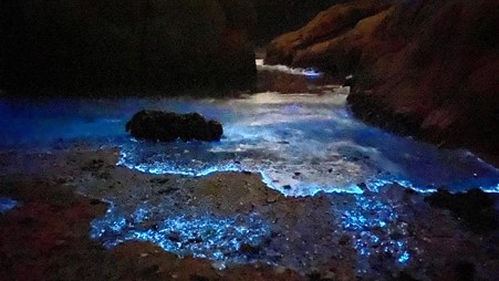 夜光藻在晚上受到水流影響或海浪拍打等刺激時，便會發出藍光。（圖片來源：香港教育城網站）