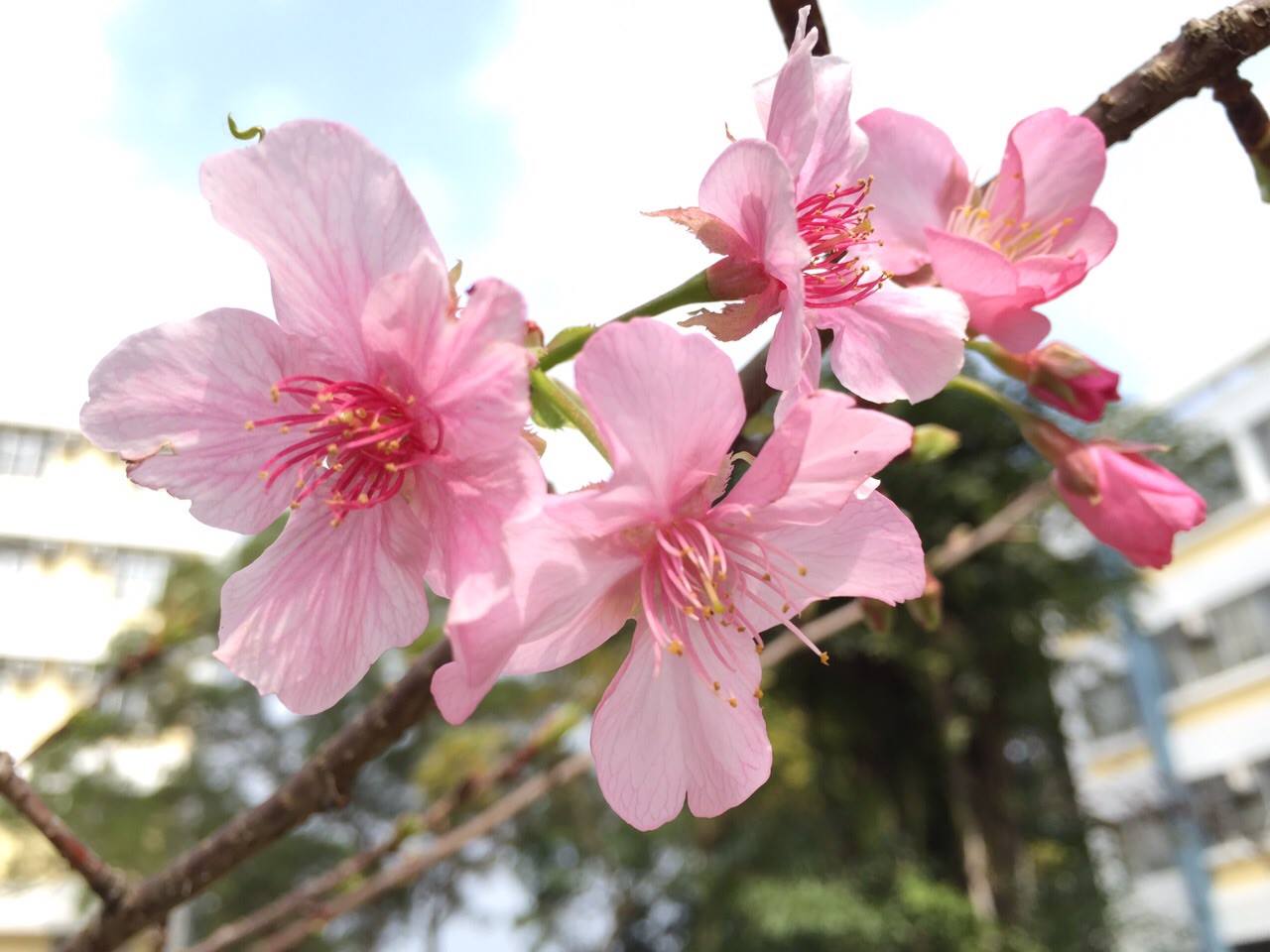 香港櫻花盛開嘅季節係每年2月至4月。