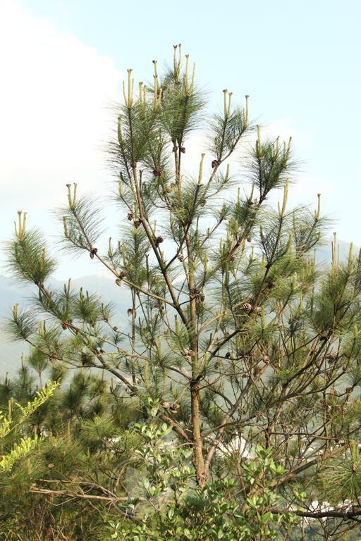馬尾松是港府植林的首選樹種。（圖片來源:香港植物標本室）