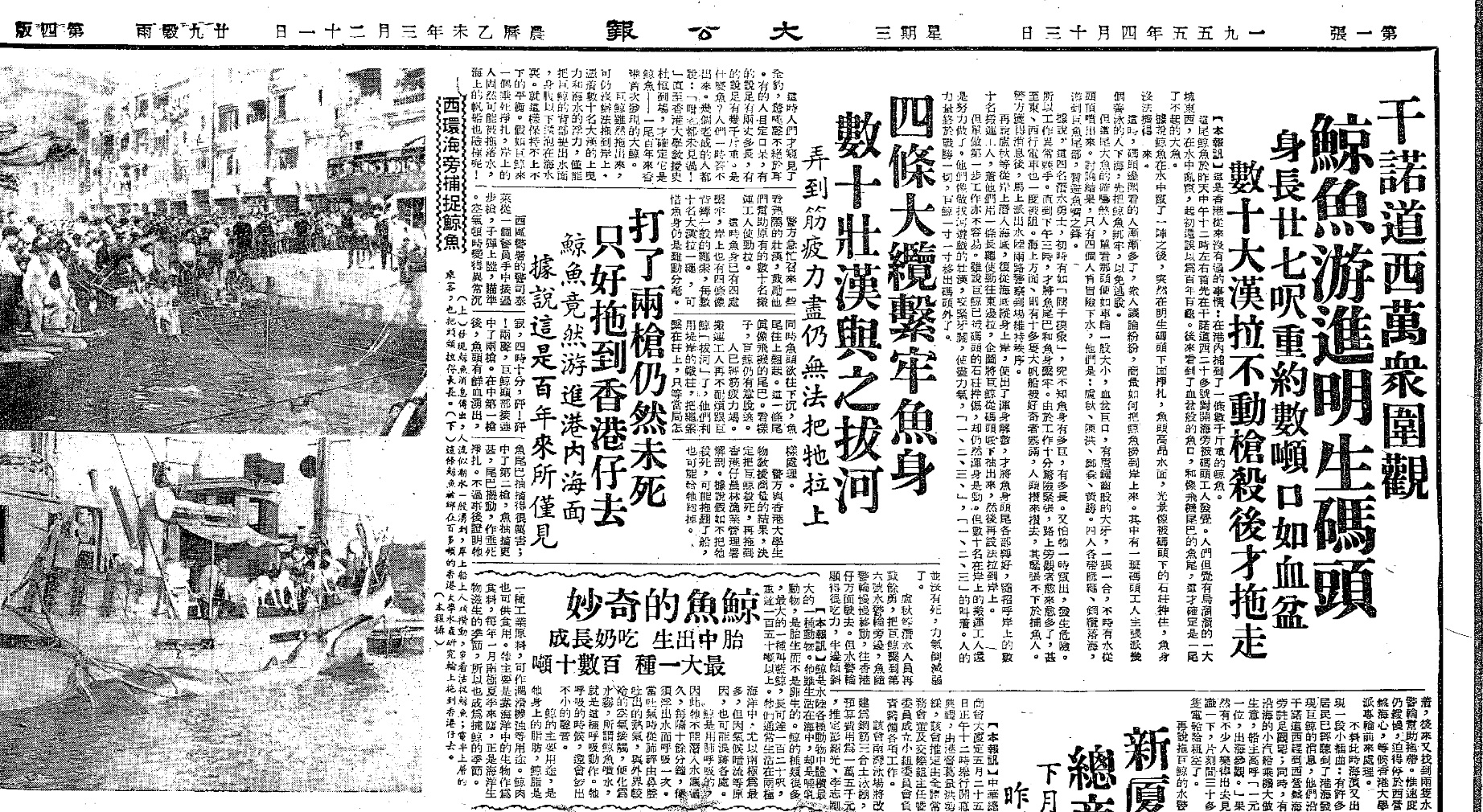 當年《大公報》詳盡圖文報導 (1955年4月13日) 