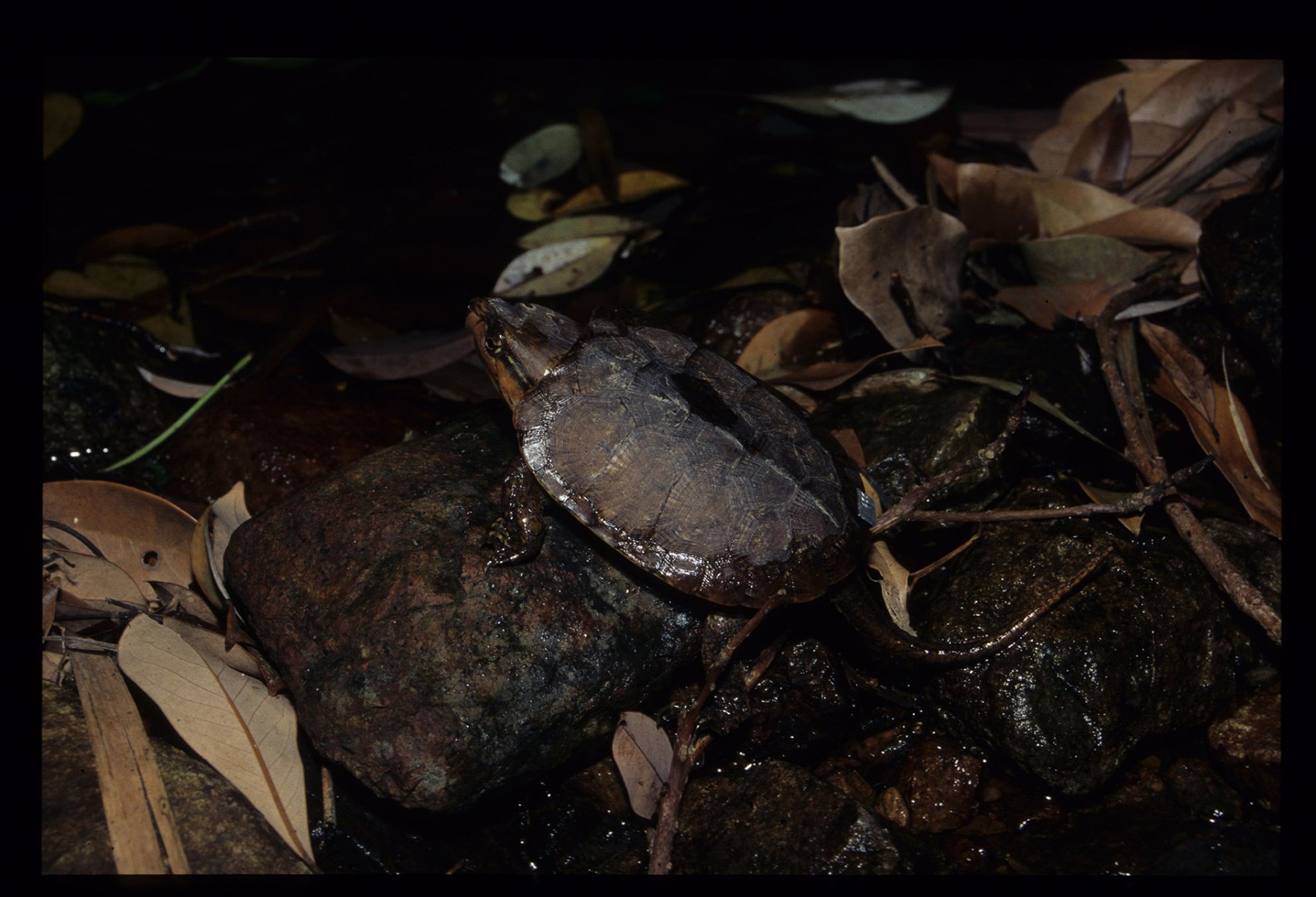 大頭龜四肢發達，能在岩石及樹上攀爬獵食，牠也是少數不能「縮頭」的龜類。（圖片來源：嘉道理農場暨植物園Facebook專頁）