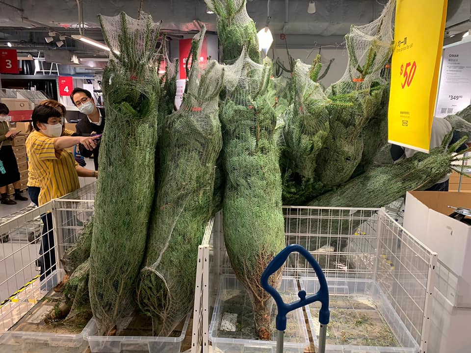 近日大型連鎖家品店宜家家居（IKEA）出售1.5米至2米高的真聖誕樹，「劈價」至50元，引起搶購潮。