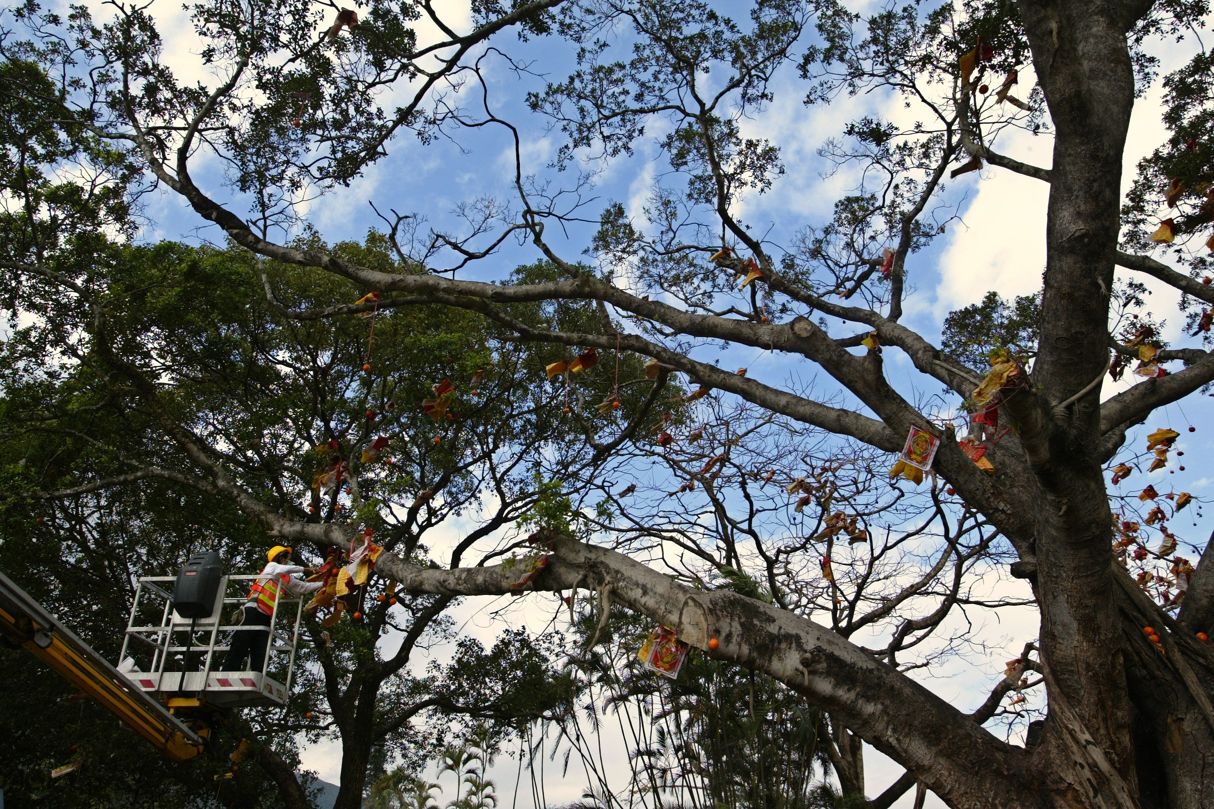 2005年2月12日，大埔林村許願樹的一條主幹，因長期被大量寶牒纏繞，不勝負荷倒塌。（圖片來源：Getty Images）