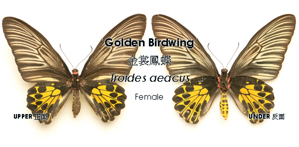 雌性金裳鳳蝶的後翅則有一列黑色的三角形斑點。（圖片來源：香港鱗翅目學會）