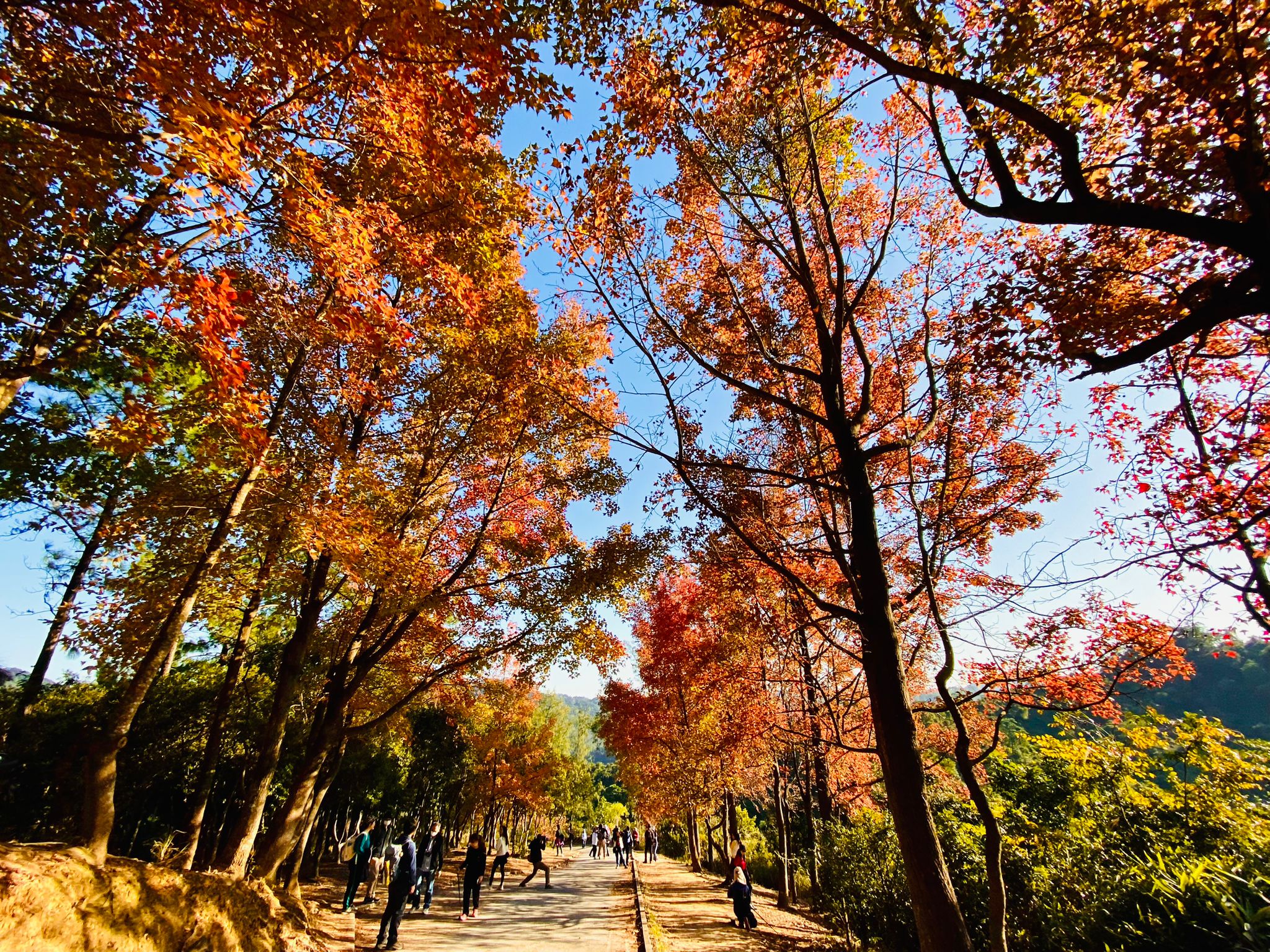 大棠楓香林是全港最熱門的賞紅葉地點。