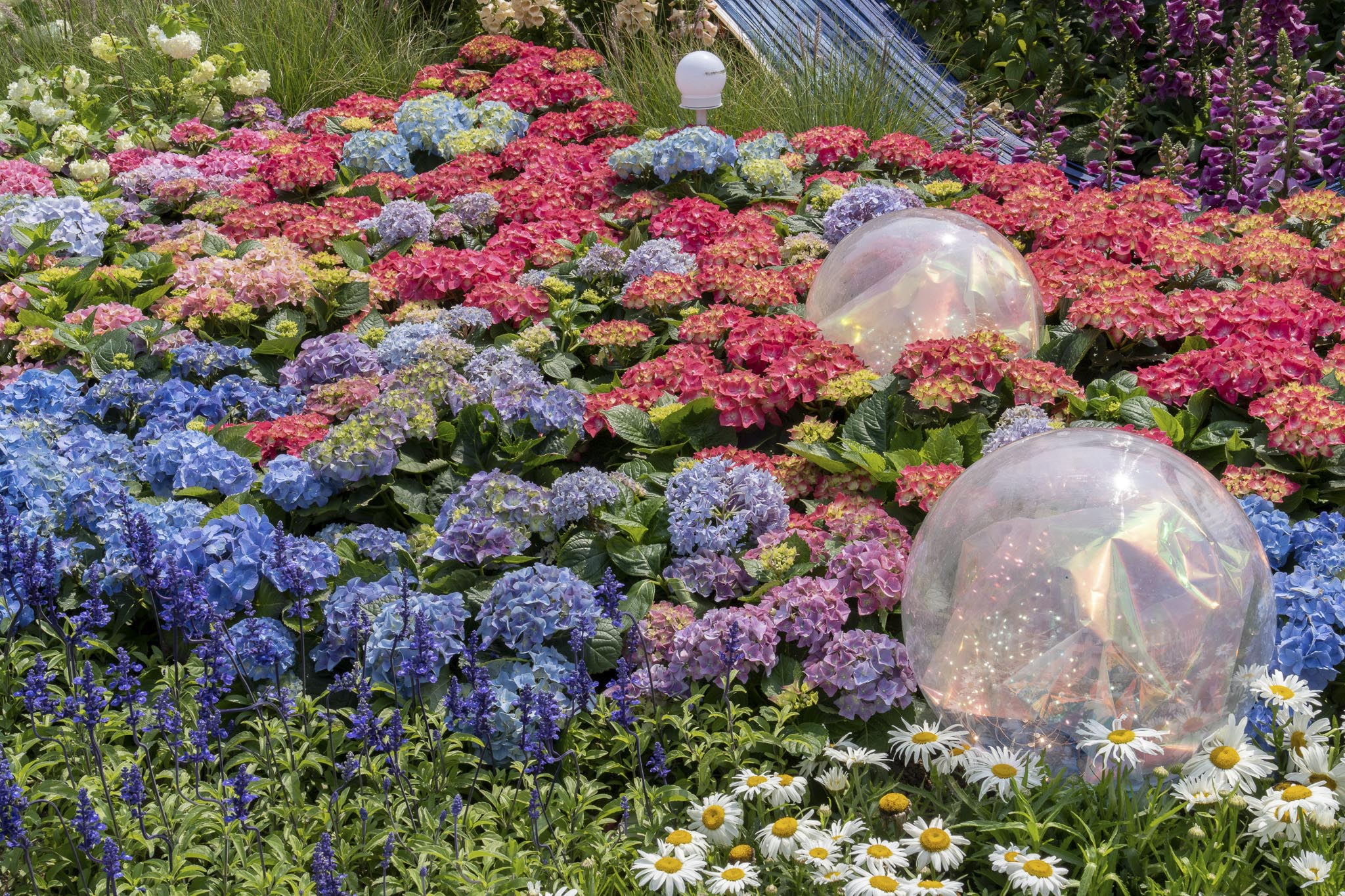 今年花卉展覽的主題花為繡球花。