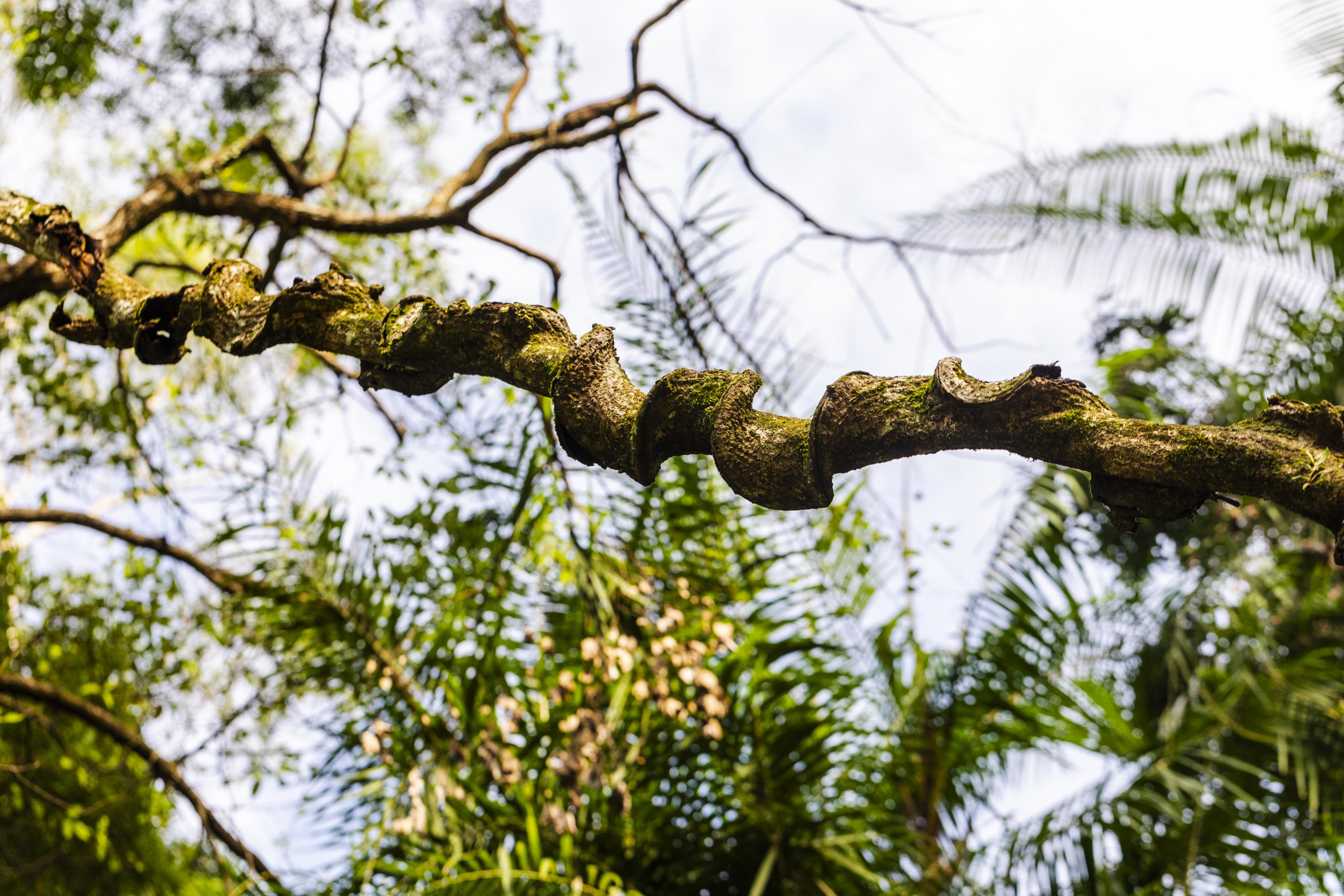 圖為俗稱「過江龍」的榼藤子，藤莖懸空橫掛呈扭旋翼狀，聞說可長達1公里。