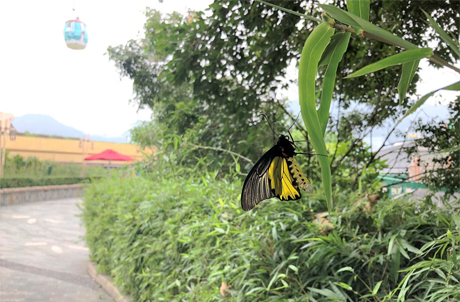 香港海洋公園的蝴蝶友善花園亦致力保護蝴蝶的生存環境，吸引金裳鳳蝶偶爾來訪。（圖片來源：香港海洋公園）