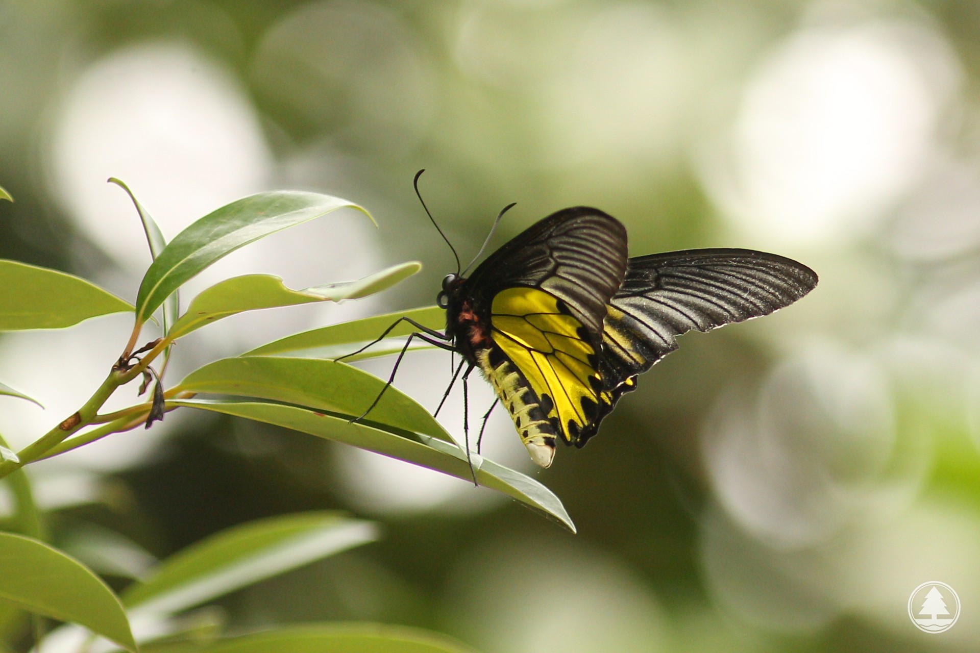 金裳鳳蝶（Golden Birdwing）是香港體形最大的蝴蝶。（圖片來源：漁農自然護理署）