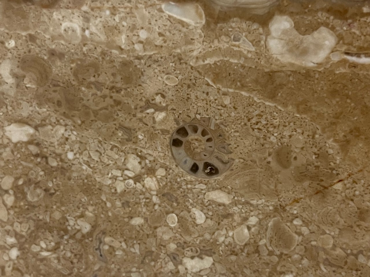 這是在港鐵沙田站發現的菊石化石的切面，菊石於6,500萬年前的白堊紀晚期滅絕，故這件菊石可協助推斷這種岩石的大概地質年代。
