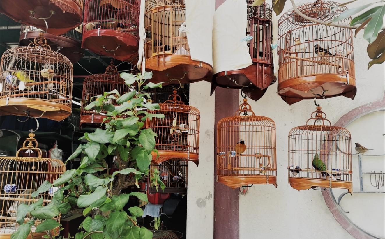 香港鳥籠 香港鳥籠