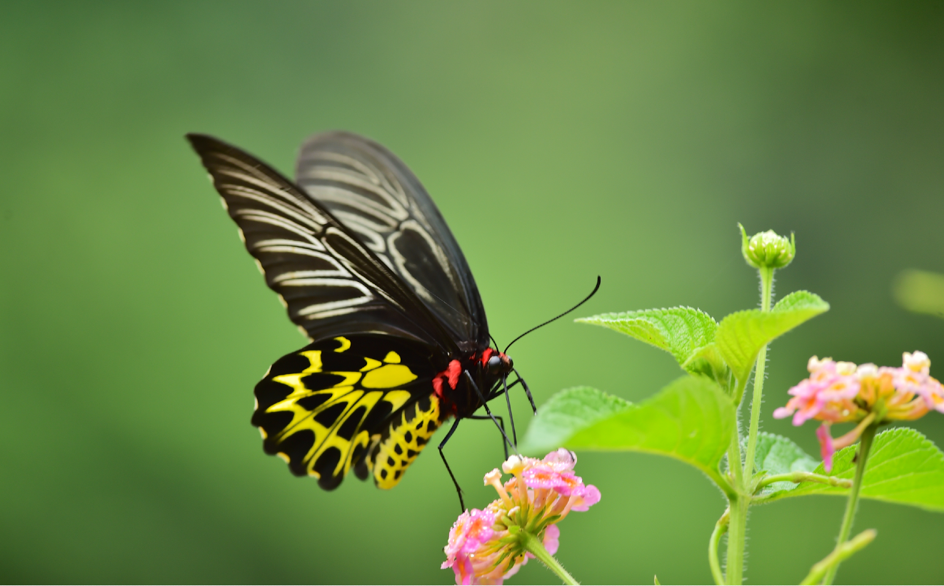 「美麗香港」標誌金裳鳳蝶小百科　全港體形最大蝴蝶　少數受香港法例保護的昆蟲