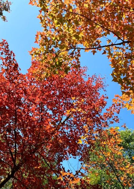 為什麼葉子在秋冬會轉紅？紅葉惹觀賞熱潮  大棠以外好去處  