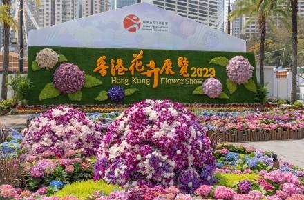 花卉展覽36周年 繡球花遍展場 土壤酸鹼度可改變花色 花語團聚切合疫後香港  