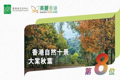 「香港自然十景」第八位：大棠秋葉